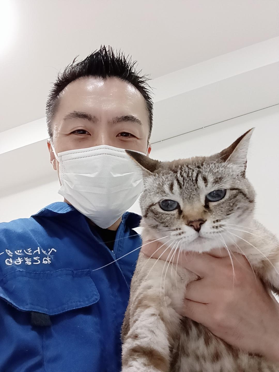 杉並区 ご新規様 ぽっこりお腹が可愛い〜 シャムトラちゃん お世話レポート🐈