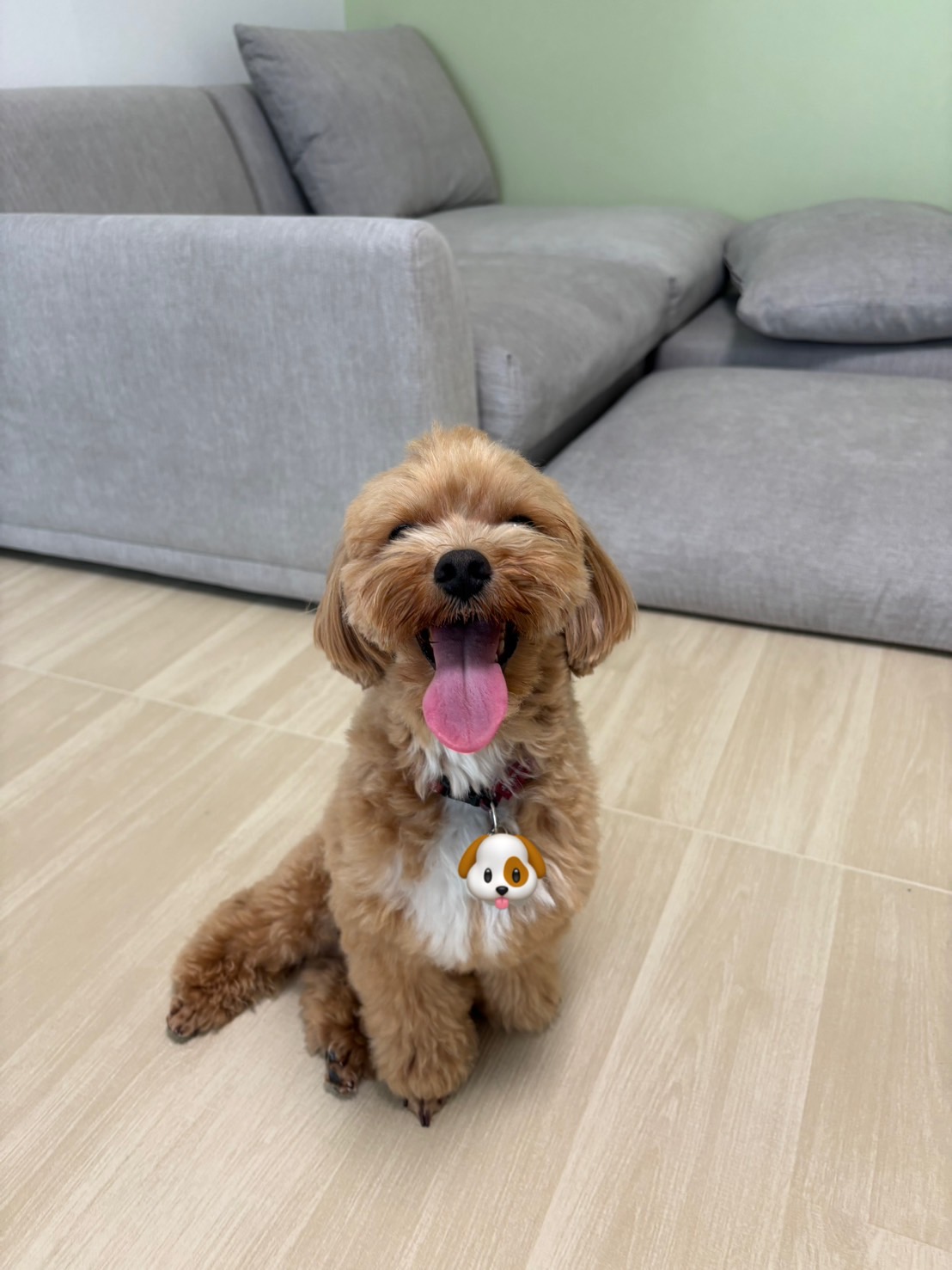 くつろぎ、ニコニコわんちゃん