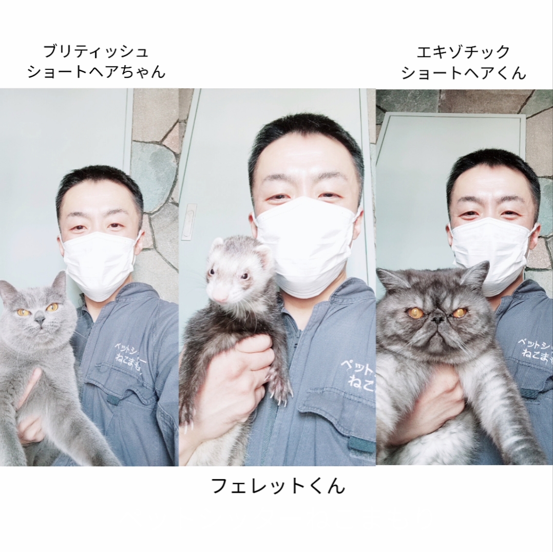 新宿区 ご新規様 なかよし大家族 ブリティッシュショートヘアちゃん エキゾチックショートヘアくん フェレットくん お世話レポート🐈