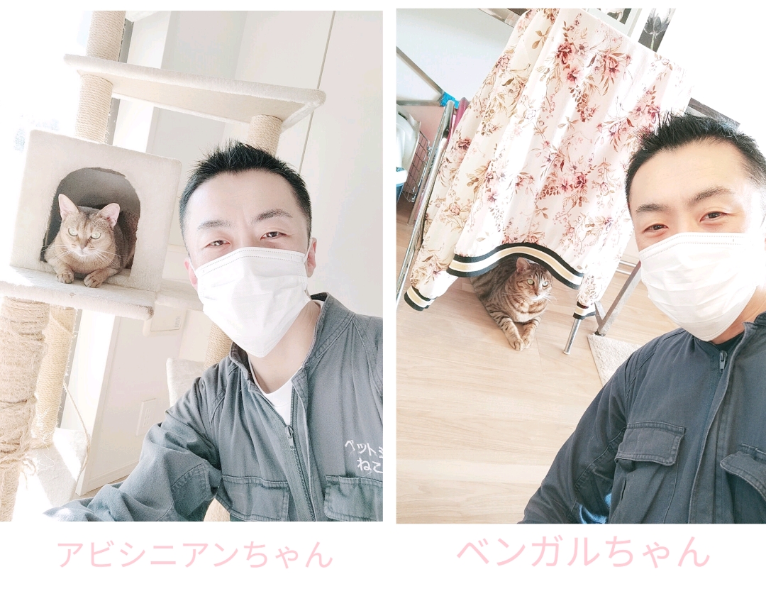 渋谷区 お得意様 またたび大好きニャンちゃん お世話レポート🐈