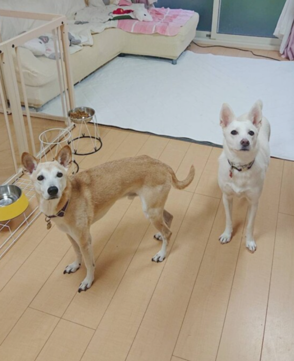 今年も貸切コメ君・ムギちゃん☆