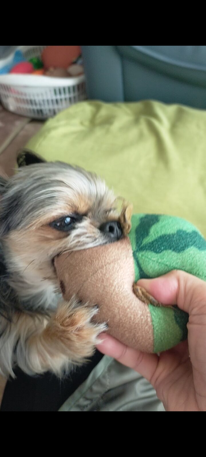 金沢区、逗子市、葉山町のペットシッターにじいろぐものワンちゃん。