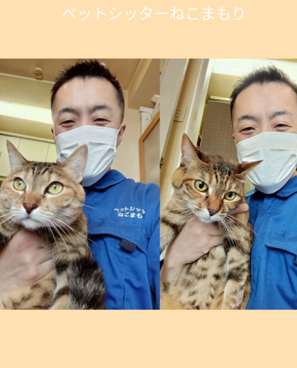 中野区 お得意様 姉妹の双子ニャンちゃん お世話レポート🐈