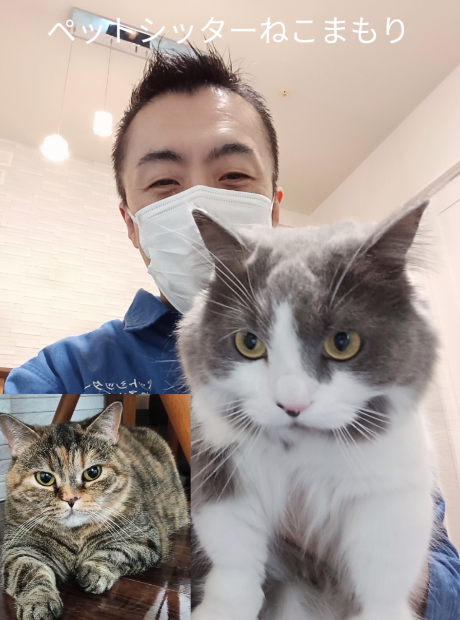 新宿区 お得意様 お姉ちゃんマンチカンちゃんと弟のミヌエットくん お世話レポート🐈