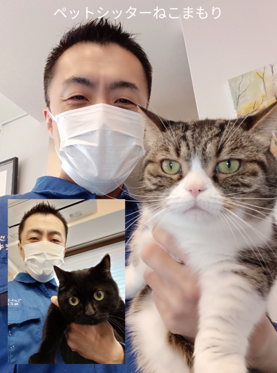 文京区 お得意様 いなせなマンチカンくん お世話レポート🐈