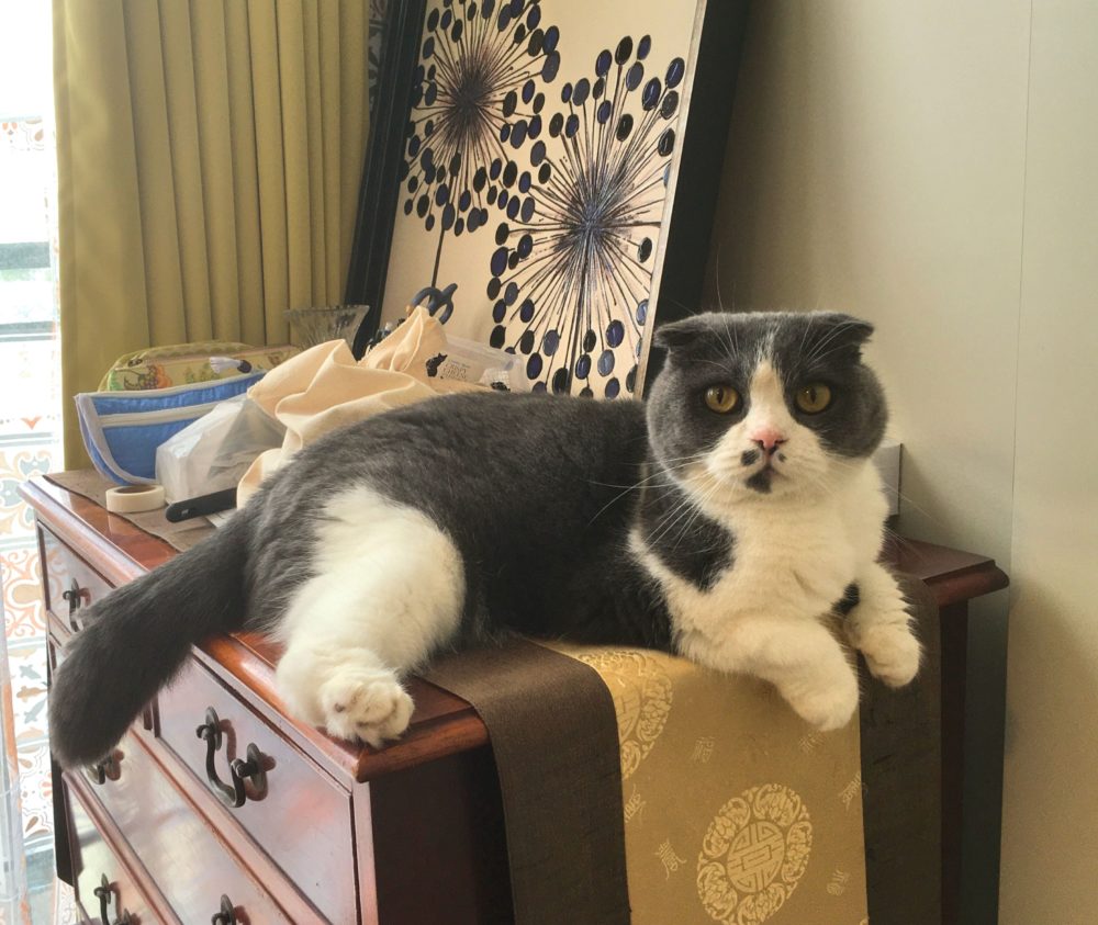 ブルーくんとピートくんのキャットシッター、小田原市