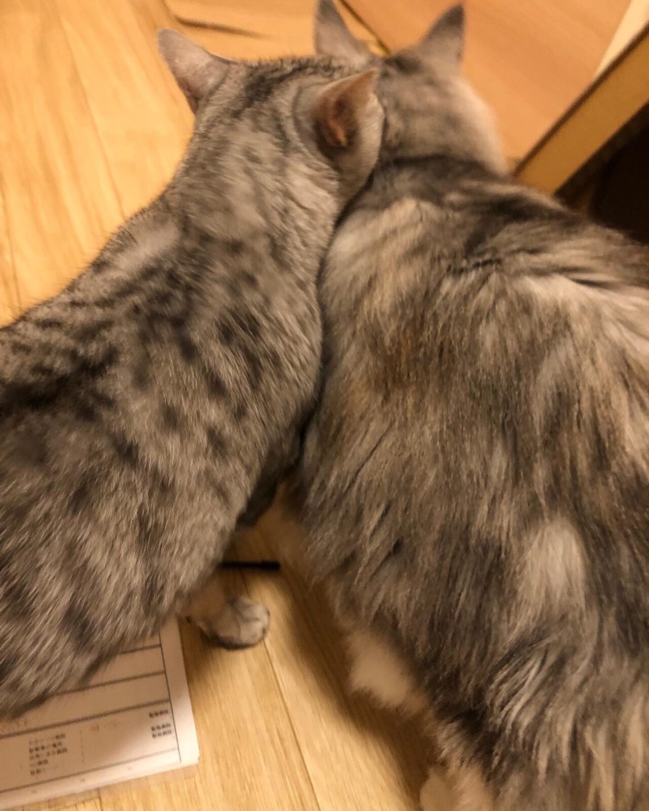 横浜市ペットシッター　エジプシャンマウ　メインクーン