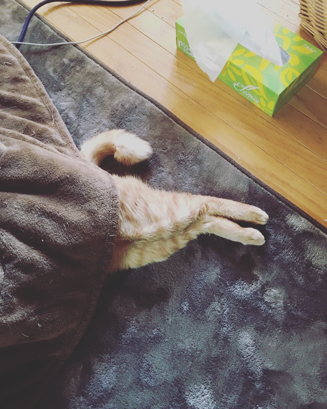 横浜市 猫ちゃんのペットシッター