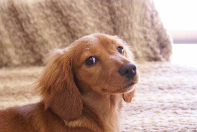 犬の下痢で考えられる病気。便は健康のバロメーター