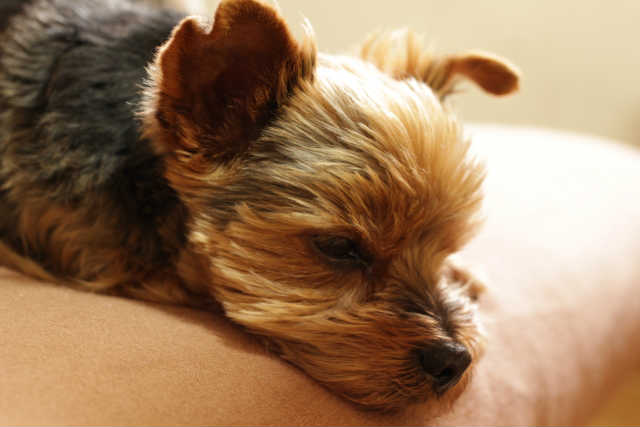 犬　小腸性　下痢