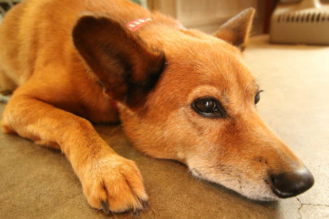 犬　下痢　考えられる病気