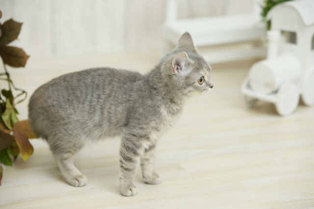 何度も何度もトイレに行く・・・猫の膀胱炎のおはなし