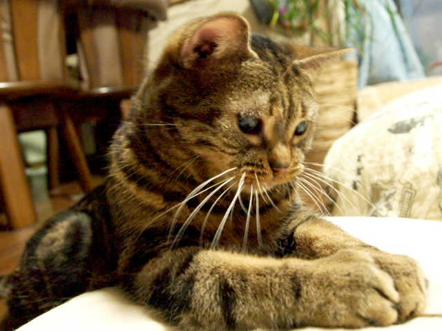 猫　膀胱炎　原因