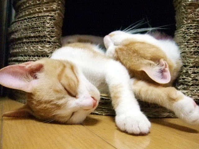 猫　膀胱炎　要因