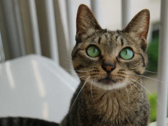 猫　膀胱炎　気をつける点