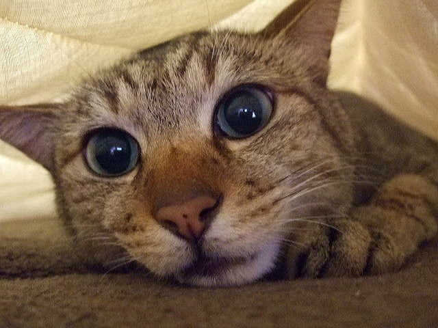 猫の膀胱炎とは？