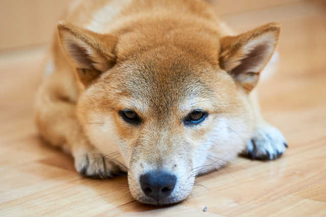 絶対に「行ってきます」を言わない。気づかせない。