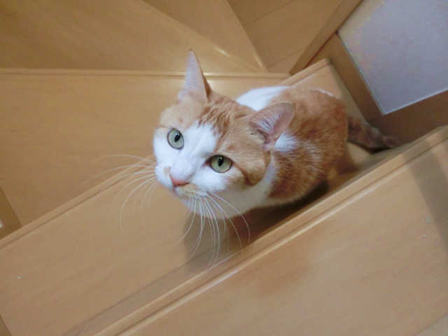 ペットを不安にさせる行動