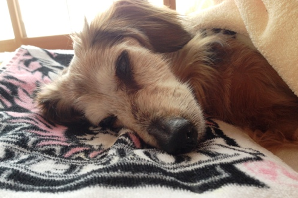 ペットシッター　ペット介護　犬　評判　口コミ　お客様の声