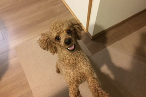 ペットシッター　散歩代行　犬　評判　口コミ　お客様の声