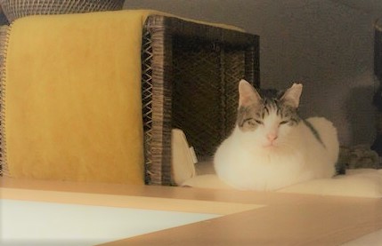 川口市　ウメキチ君、フクちゃん　お客様の声