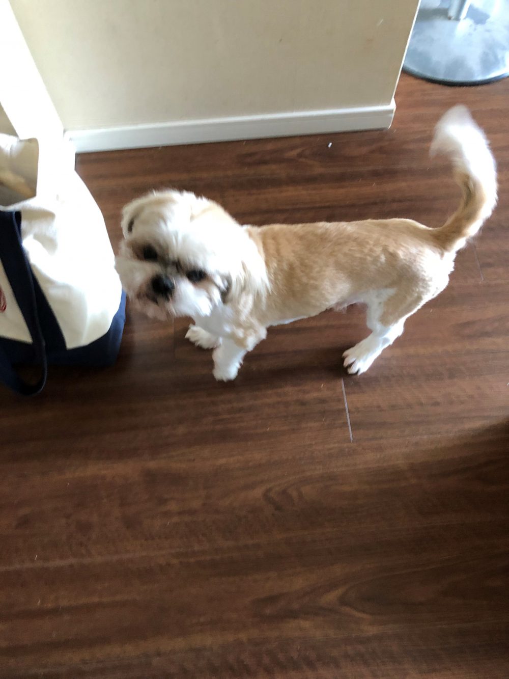 四谷　シーズー　甘え上手なマリア君♪お留守番の様子Part1