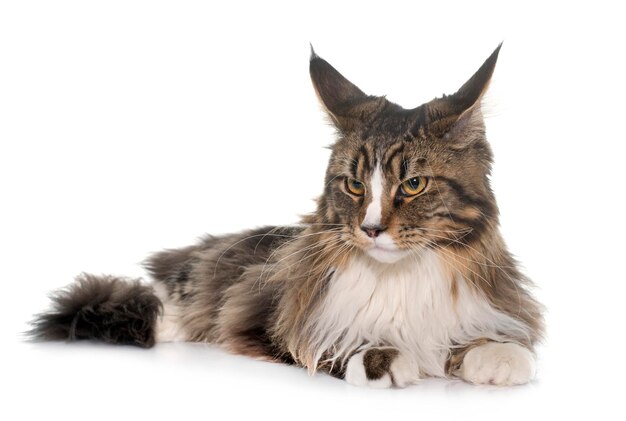 写真 白い背景の猫のクローズアップ