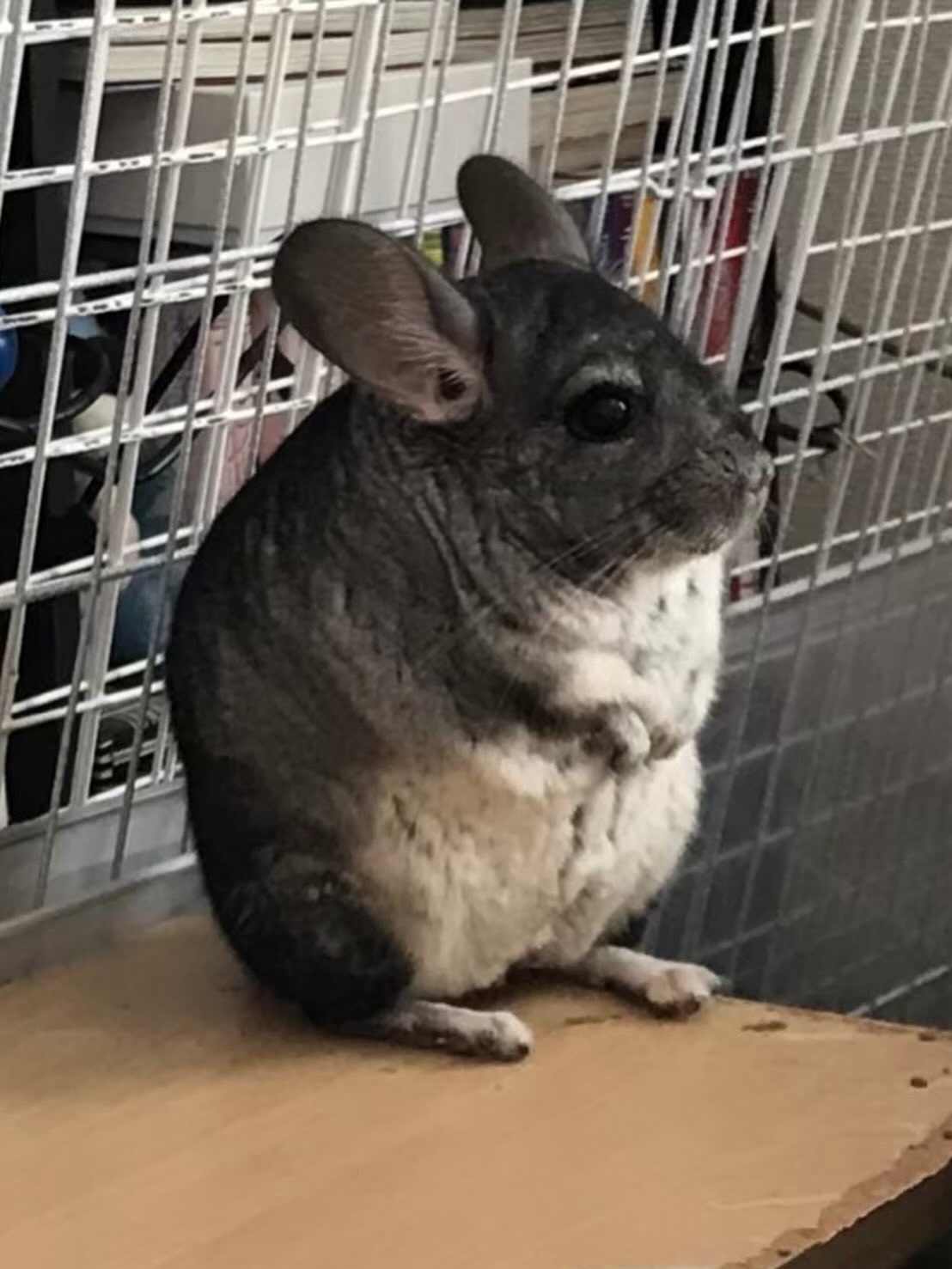 うさぎさんチンチラさんシッター