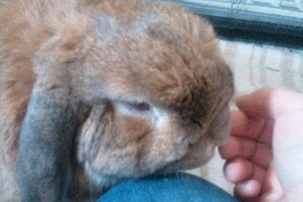 ペットシッター　うさぎ　小動物　評判　口コミ　お客様の声|ペットシッター　散歩代行　犬　評判　口コミ　お客様の声