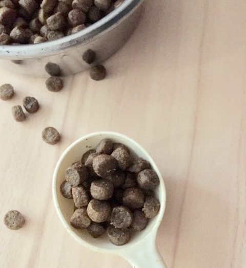 smart×50ー今日から始められる犬とのコミュニケーション(仮)