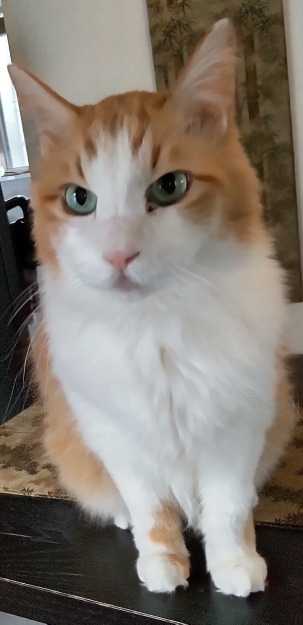 御年18歳、人間でいうと88歳くらい? こんな風に年を取れたら…と思うような美しさです。