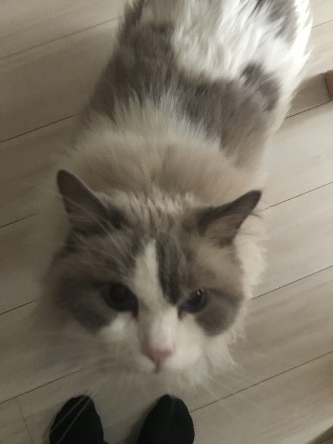 ペットシッター　豊中市　猫のくうくん