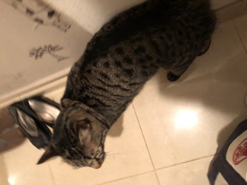 白金台　キジトラのチコ君　お世話の様子ＰＡＲＴ2