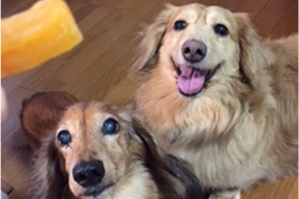 ペットシッター　散歩代行　犬　評判　口コミ　お客様の声