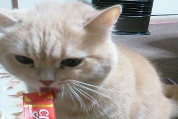 ペットシッター　キャットシッター　猫　評判　口コミ　お客様の声