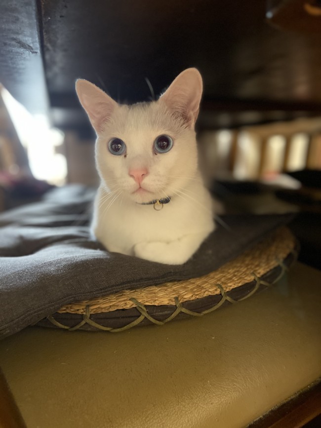 ペットシッター　茨木市　白猫　ココちゃんとペペくん