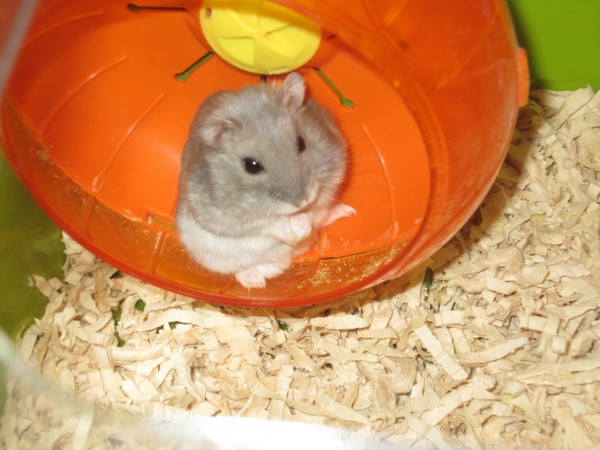 わが家のハムスターまるです。