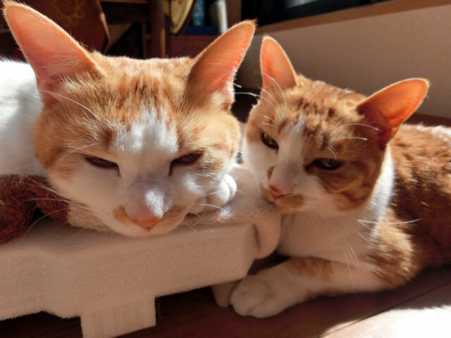 突然死を起こす猫のフィラリア症～予防とメカニズム～