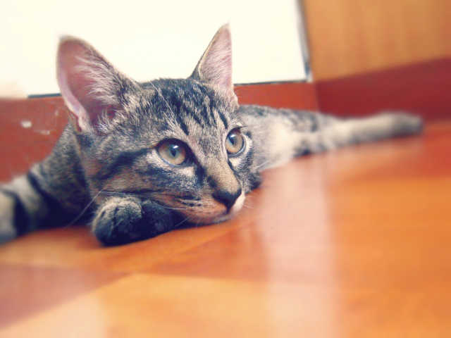 猫もフィラリアにかかるの？