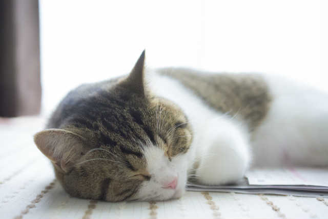 猫のフィラリア症の症状