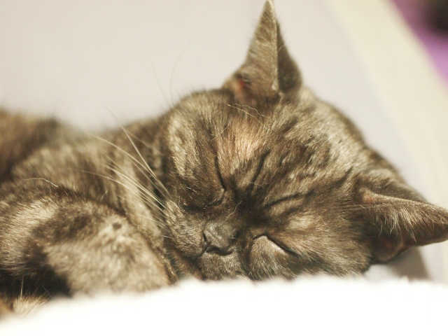 フィラリアの検査方法は？