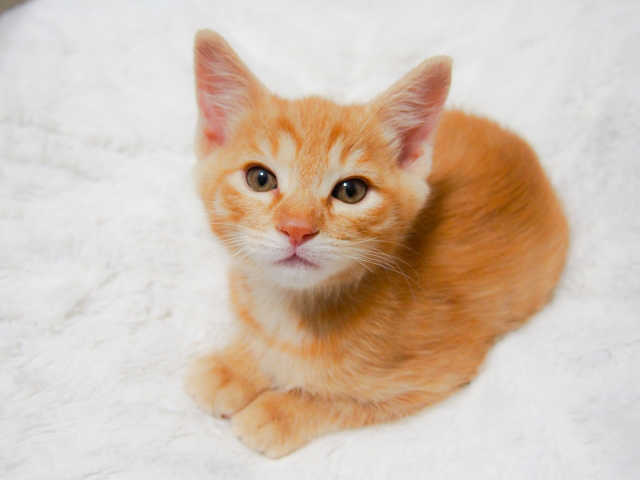 猫のフィラリア症の治療方法