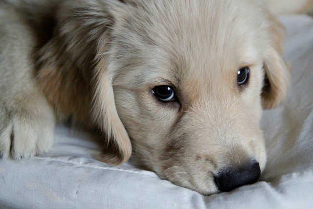 犬の白内障は予防できるの？