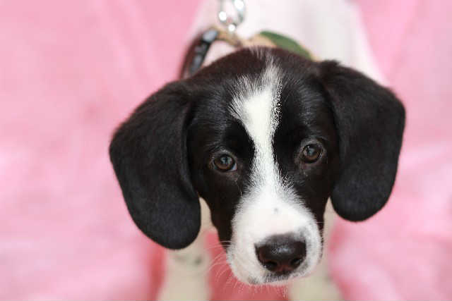 遺伝的な要因により白内障になりやすい犬種