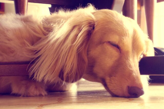 ヘルニアって何？～犬に起こる様々なヘルニア～