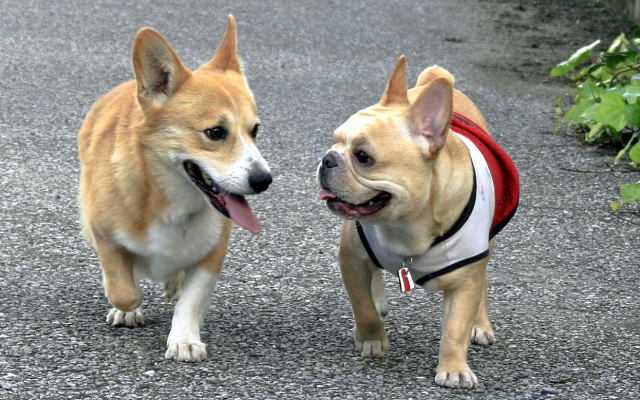 そもそも犬のヘルニアって？