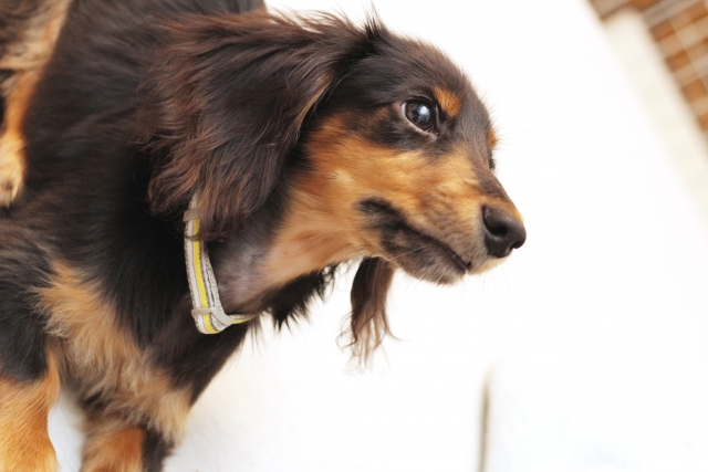 犬にはどんなヘルニアがあるの？