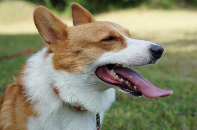 椎間板ヘルニア　犬