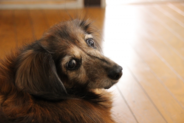 会陰ヘルニア　犬　