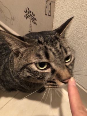 白金台 キジトラのチコ君  お世話の様子  PART1